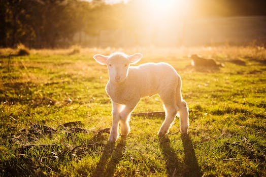 A cute lamb stands in a sunlit field, surrounded by grass and natural scenery.