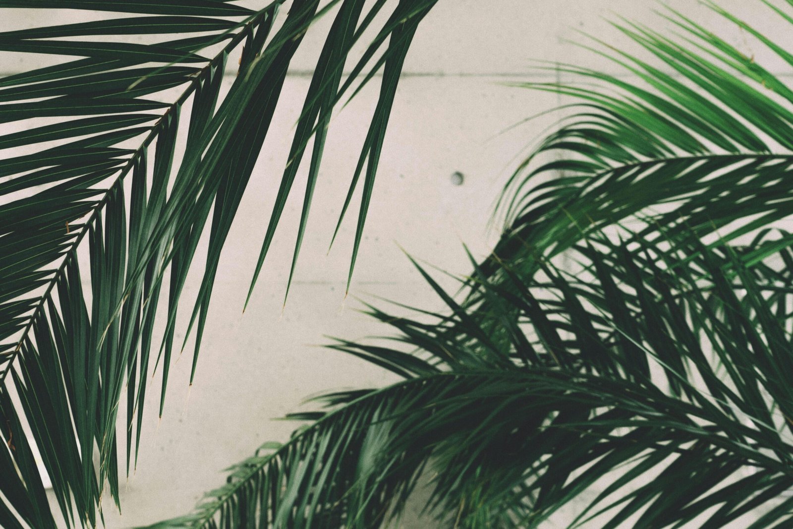 Close-up of lush palm leaves set against a minimalistic concrete wall, showcasing nature's elegance.