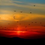 Flock of birds silhouetted against a colorful sunset sky, creating a dramatic natural scene.